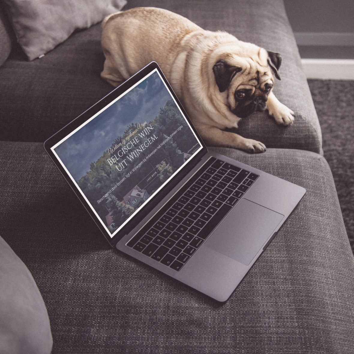 Vigna vineyard webdesign